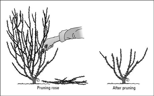 Use clean, sharp clippers, and cut at a 45-degree angle. Cut near a <i>bud eye,</i> the tiny browni