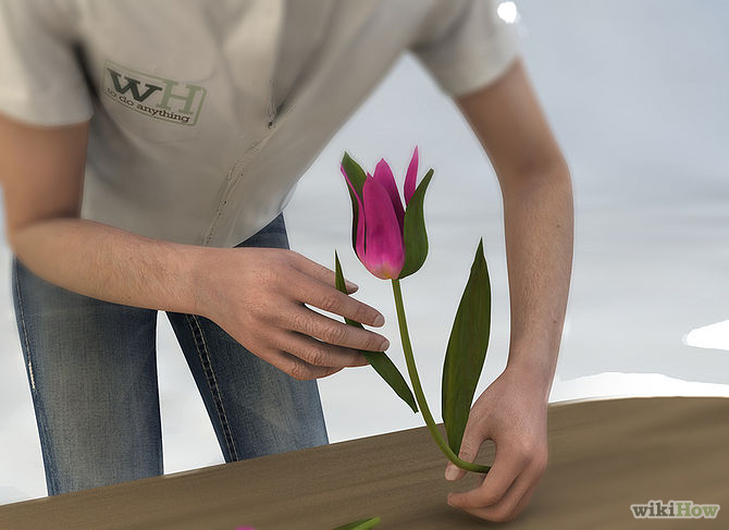 Care for Fresh Cut Tulips Step 4 Version 8.jpg