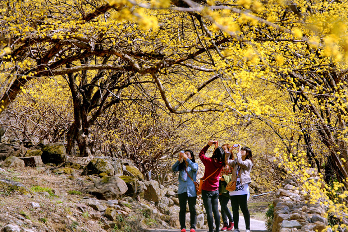 Tourists take photos of the scenery near Gurye, as the region fills with cornelian cherry flowers. (photo courtesy of Gurye County)