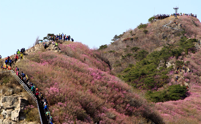 Yeongchwisan Mountain near Yeosu, South Jeolla Province, is covered with pink azaleas in the spring. (photo courtesy of Yeosu City) 