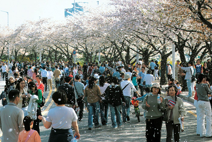 People walk along the Yunjungno Path enjoying the cherry blossoms during the Hangang Yeouido Spring Flower Festival in Seoul. (photo courtesy of Yeongdeungpo District)