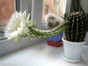 blooming cactus with white flower for window decorating