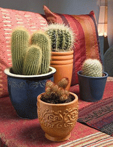 ceramic planter for cactus plants in orange and blue colors