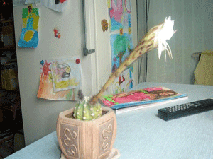 small cactus with large white flower to feng shui for wealth