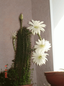 cactus with white flowers