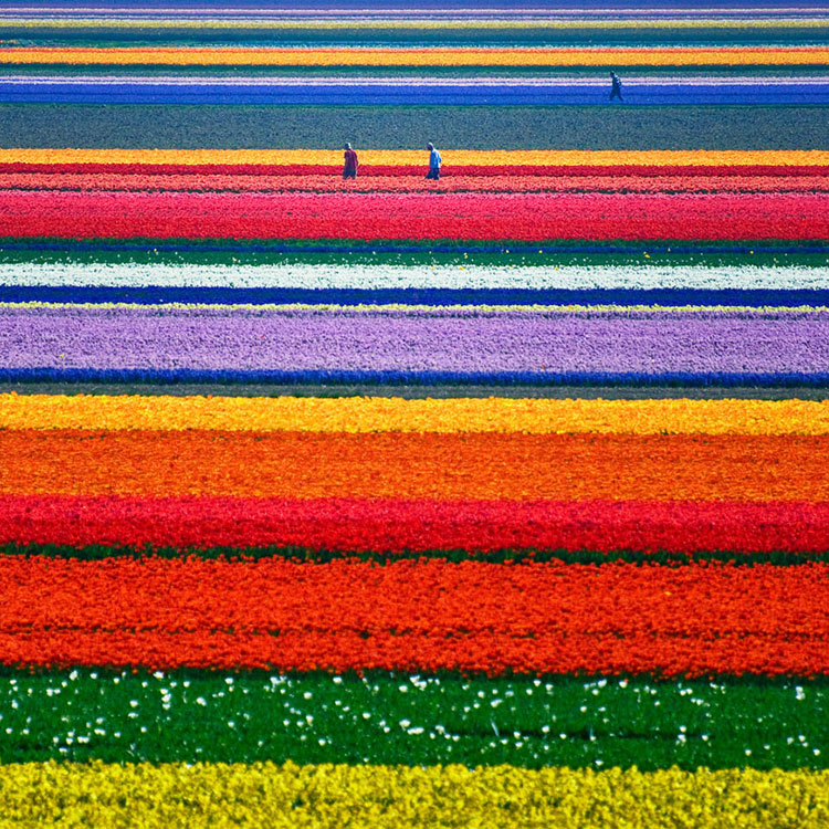 flower-tulip-fields-netherlands-1