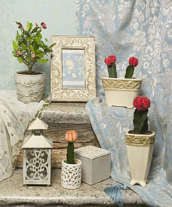 cactus plants with flowers, lanterns and frames in white color